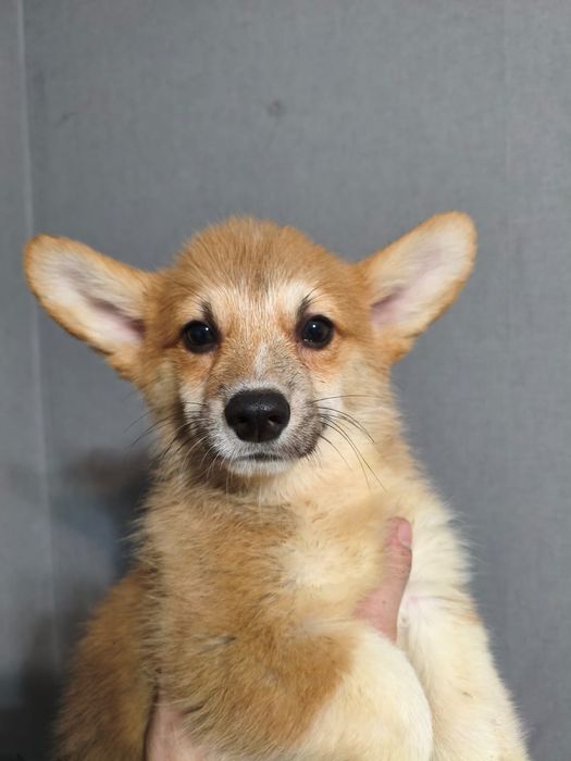 Продаются щенки корги