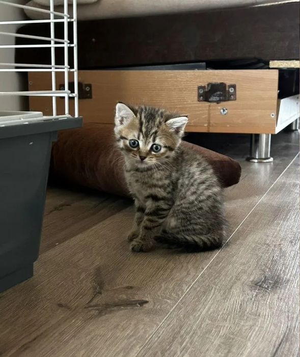 Котята мальчики и девочки, 1.5 мес  цена 20-10тыс