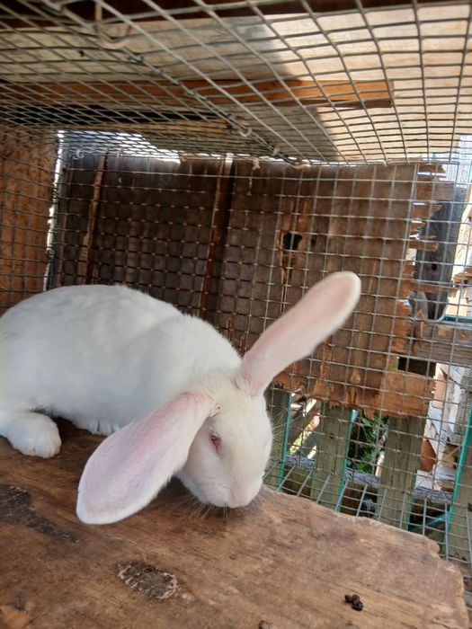 Продам больших крликов