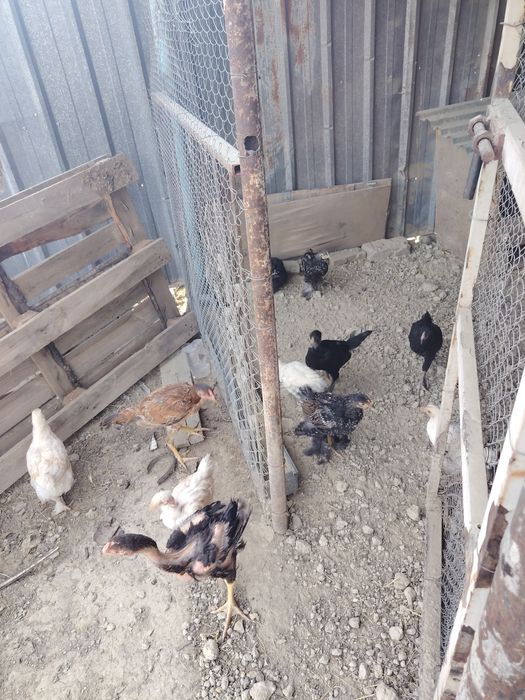 Продам петуха брама