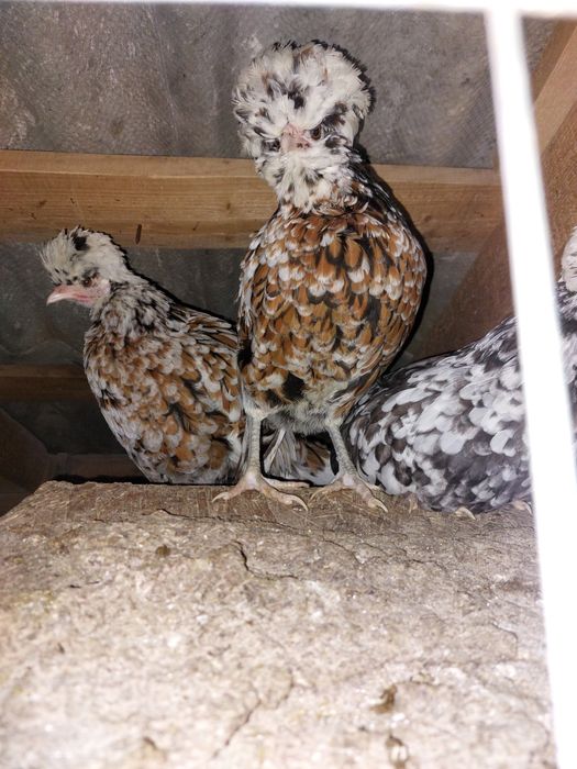 Gaini de rasa tineret și adulte