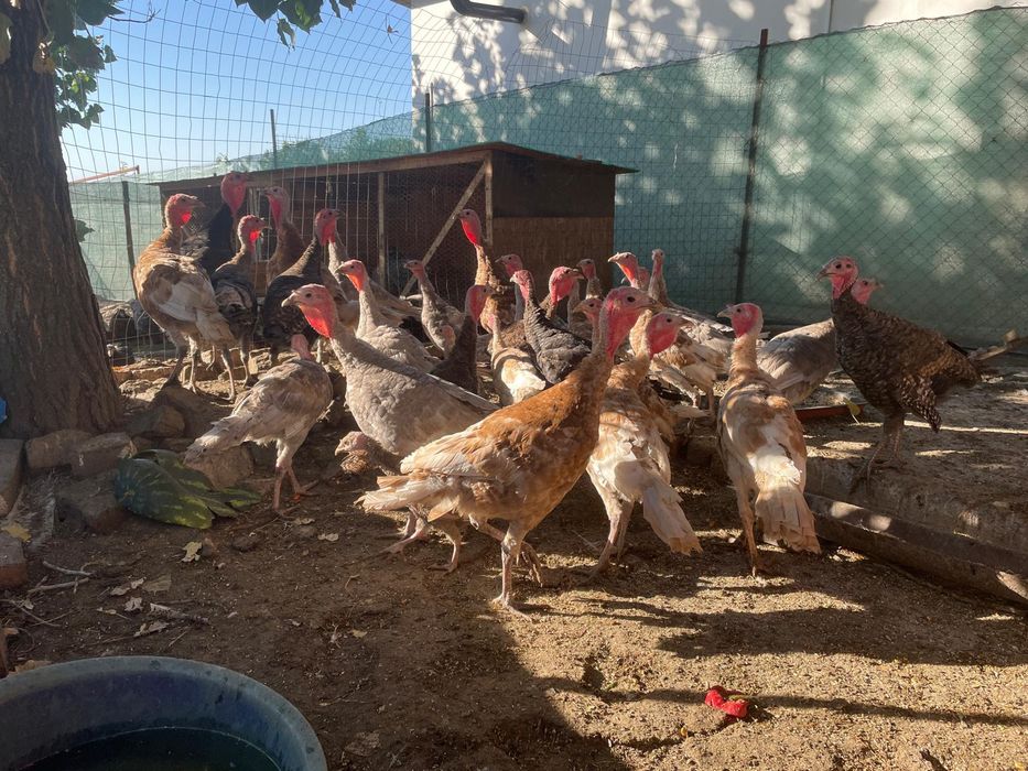 Disponibili pui de anul acesta 100 curca 150 curcanul