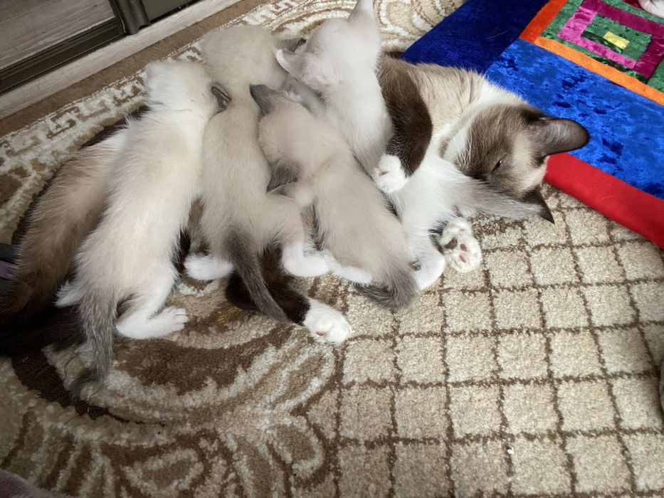 Продам Сиямских котят