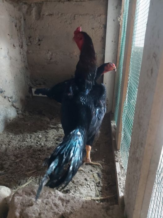 Dakan Tuxumlari bor