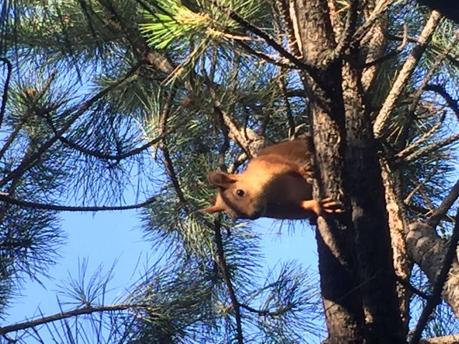Дача в аренду, на день