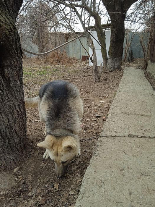 Восточноевропейская овчарка