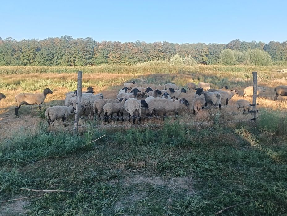 Vand oi rasa carne si metis Suffolk si Texel