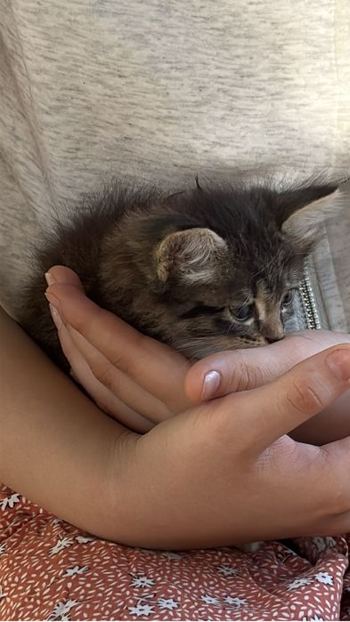 Котенок девочка,отдам в добрые руки