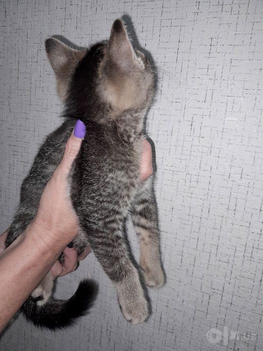 Шиншила скотишфолд девочка