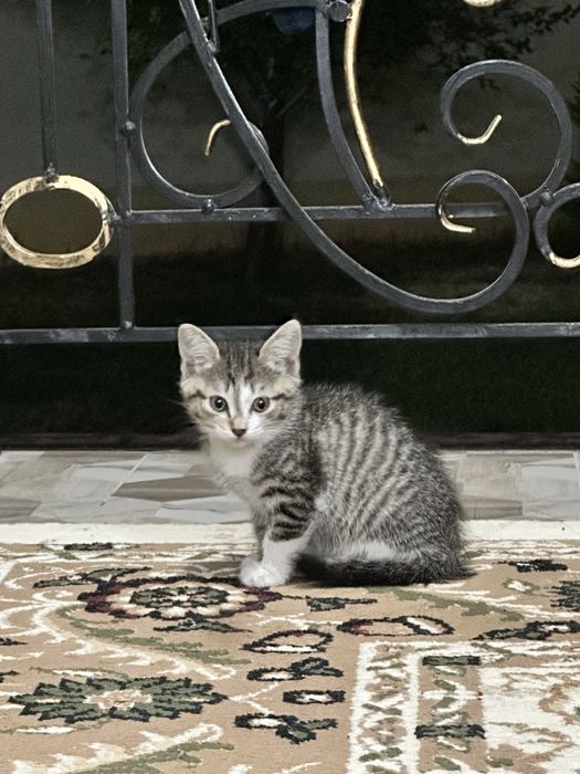 Шотландские кошки