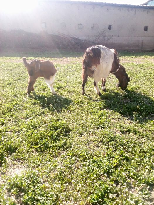 Zotlik Ona bola echki sotiladi