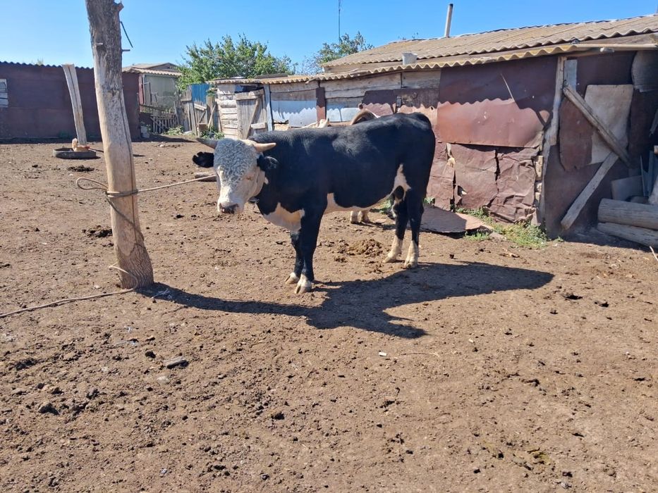 Продам двух бычков