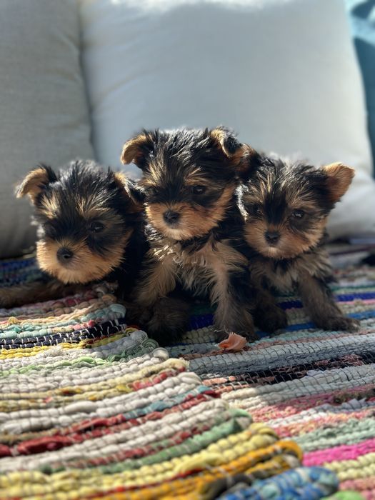 Йоркширски териер / Yorkshire Terrier