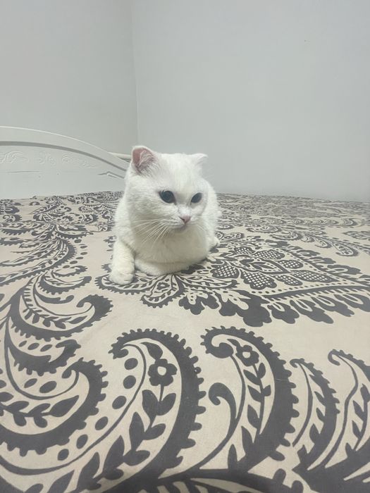 Ищем кота для вязки