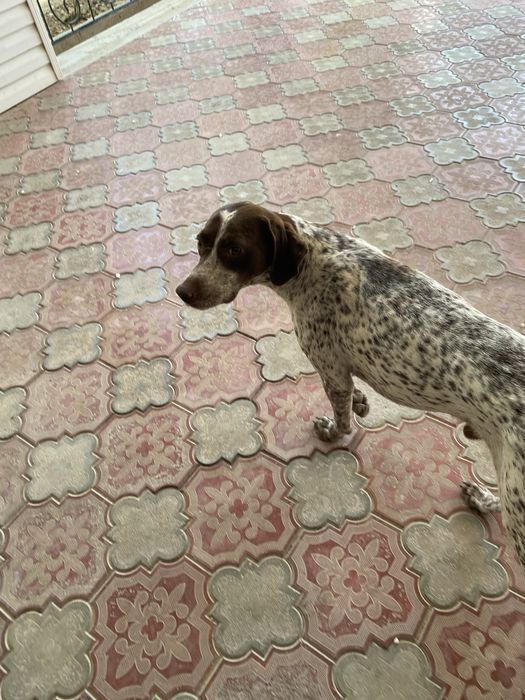 Пропала собака тассай