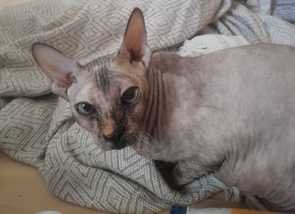 Mushuk Sfinks кот сфинкс
