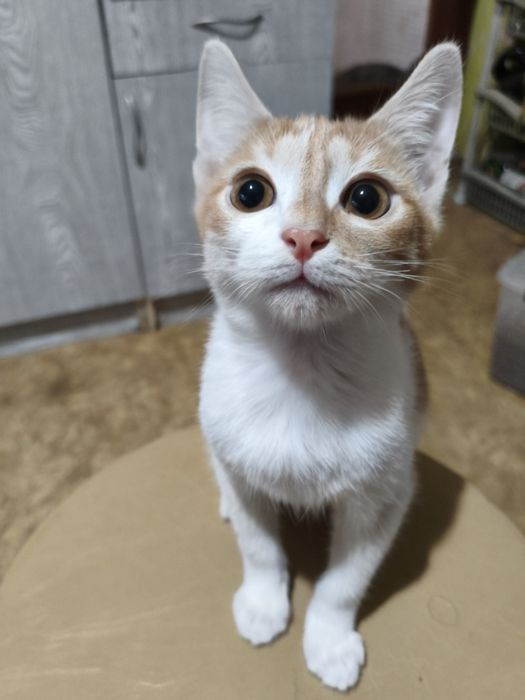 Котёнок мальчик 2 месяца с доставкой