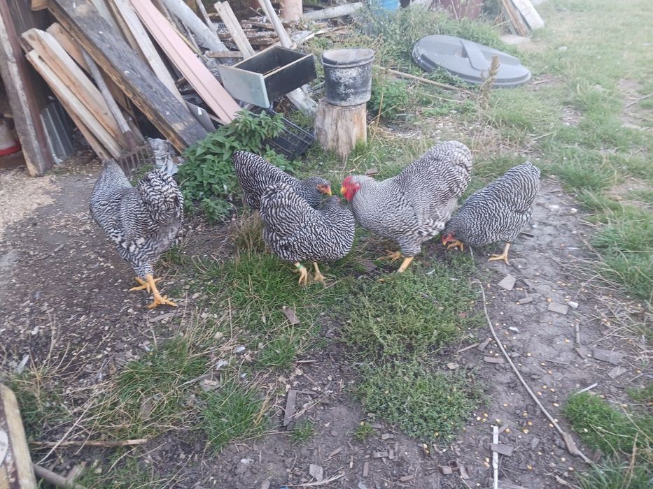 Cauta altă casă  o familie de wyandotte barat și o familie de wyandott