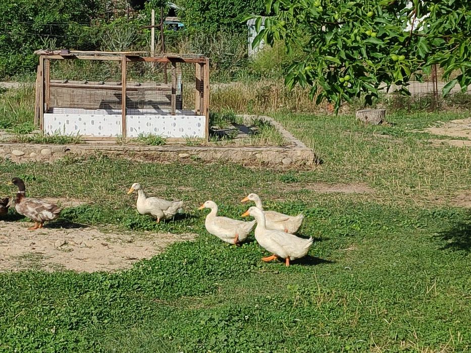 Утки бролерные несутса