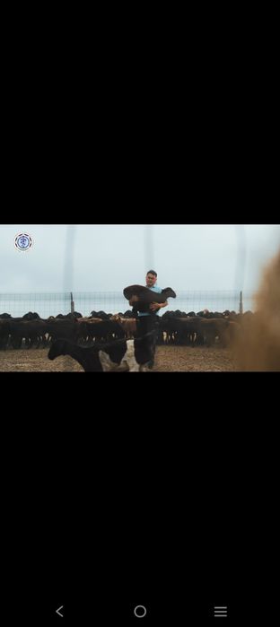 Qoʻyi-echkillar juni olamiz va veterinariya xizmat ichiga