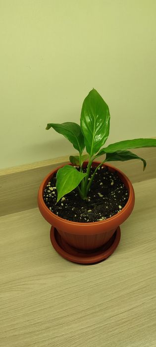 Продам Спатифиллум