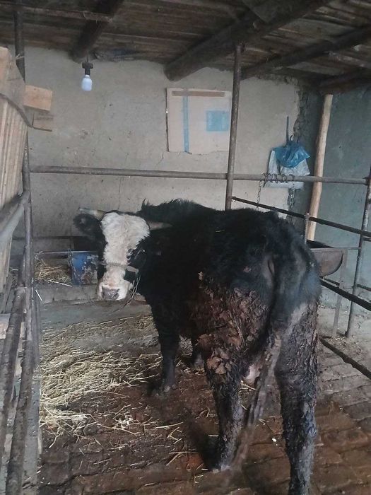 Buqa sotiladi. O'zimizning uyda boqilgan