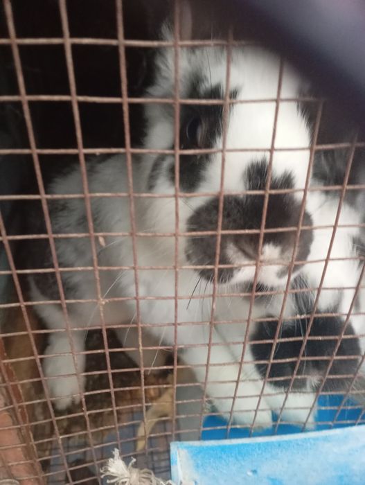 Продаются кролики