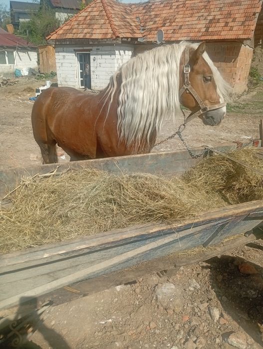 De vânzare hărmsar