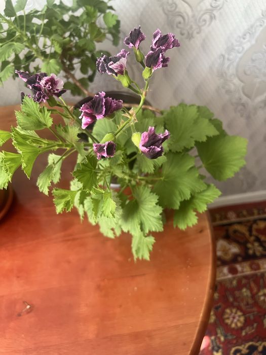 Комнатные растения -  выращены с любовью в домашних условиях!