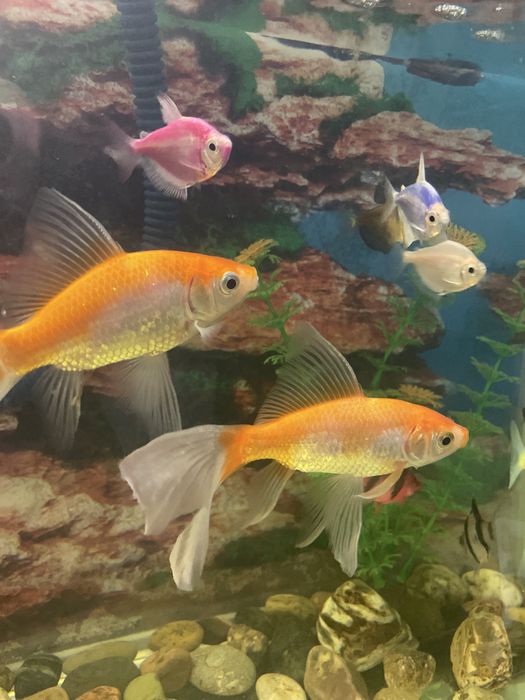Аквариум балыктарымен сатылады.