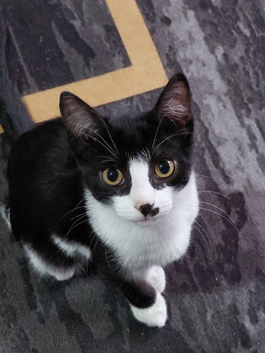 Отдам котенка в добрые руки
