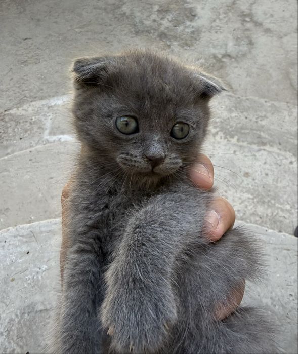Мушук  Шотландский Вислоухи