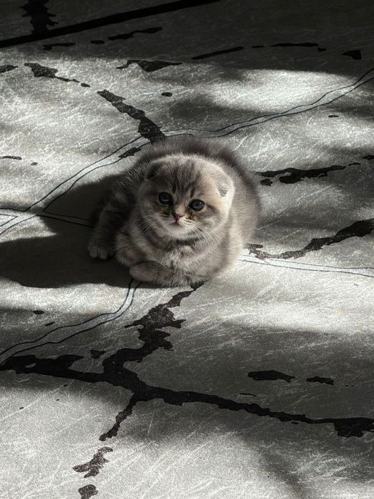 Шотландские вислоухие котята