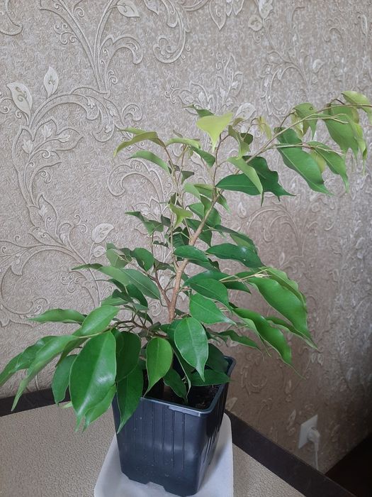 Продам комнатные цветы