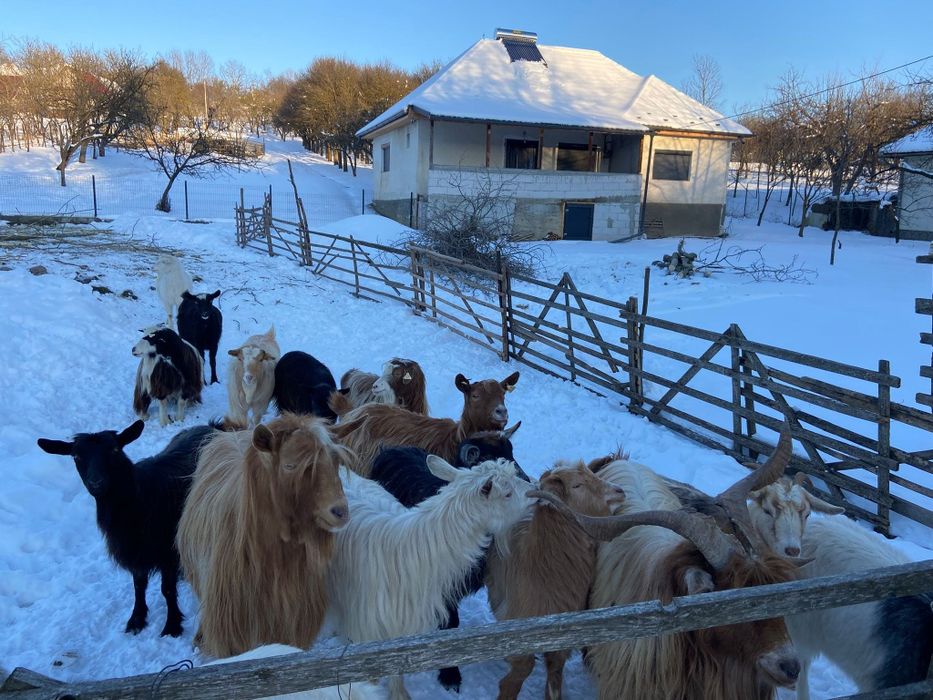 Vând oi și capre tinere