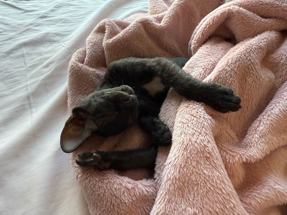 Срочно! Донской сфинкс, котёнок, девочка.
