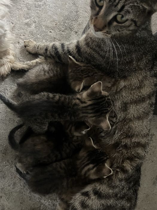 Domez pisoi mici si dragalasi !