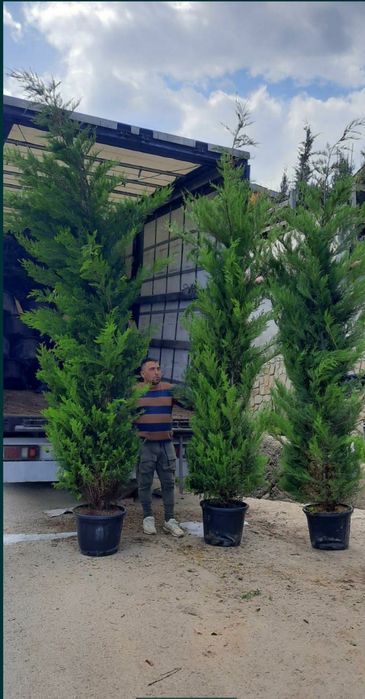Leylandii chipaross