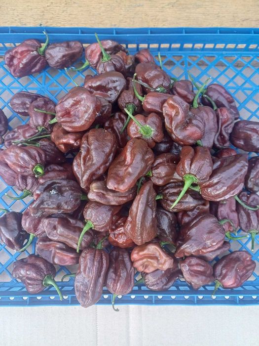 Ardei foarte iuti Carolina Reaper si Habanero Chocolate