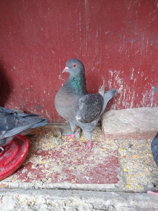 Porumbei de agrement