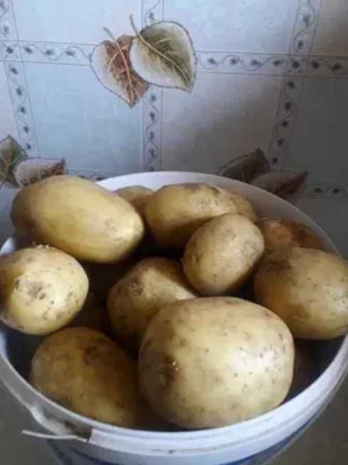 Картофель дачный с доставкой