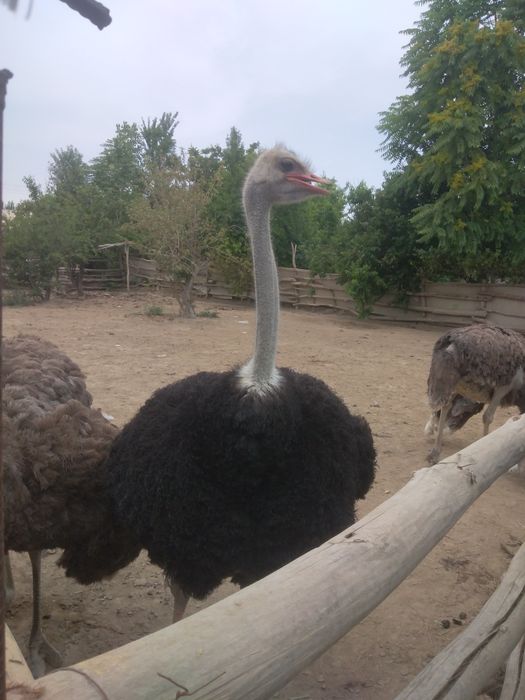 Afrika qora bo'yin strauslari sotiladi