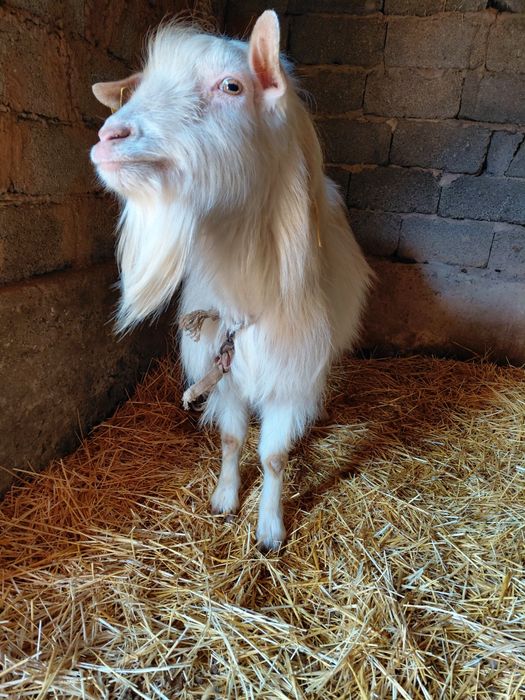 Теке сатылады жаксы