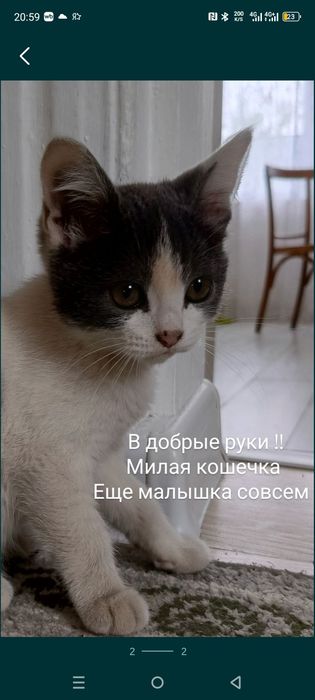 Кошечки в добрые руки
