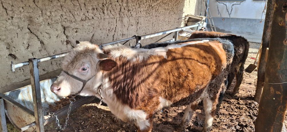 Бұқа бордақы сатылады