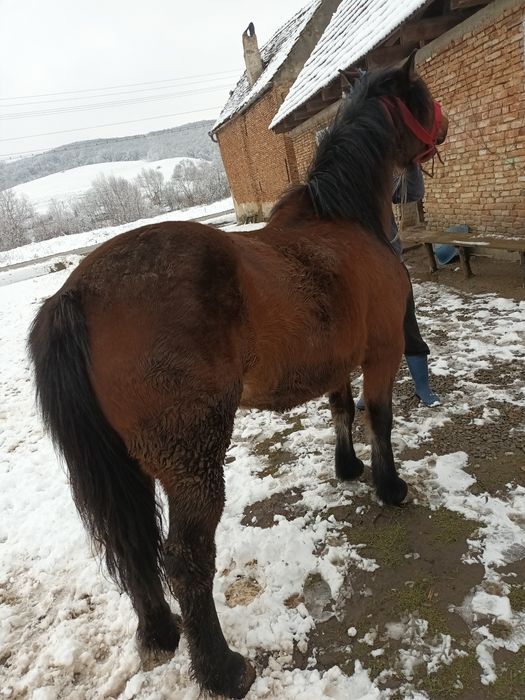 Iapa de vânzare mai multe detalii în privat sau la nr telefon