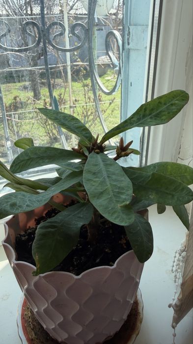 Комнатные цветы