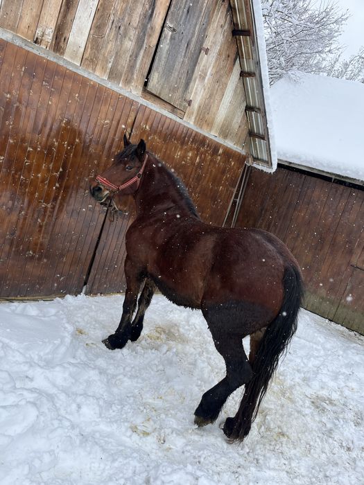 Vand iapa de 6 ani !