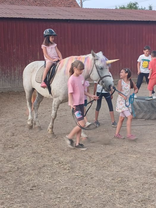 Vand iapa semigrea in vârstă de 11 ani