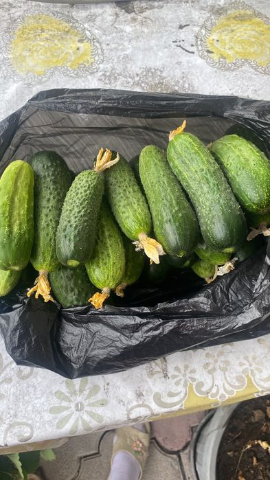 Огурцы для засолки